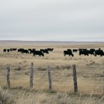 Black cattle grazing on dry rangeland behind a weathered barbed-wire fence, under an overcast sky with low hills on the horizon.