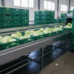 Heads of lettuce moving along a stainless-steel conveyor in green plastic crates inside a bright packing facility, with stacked crates on either side.